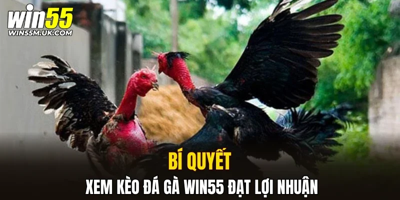 Bí quyết xem kèo đá gà WIN55 đạt lợi nhuận Bí quyết xem kèo đá gà WIN55 đạt lợi nhuận
