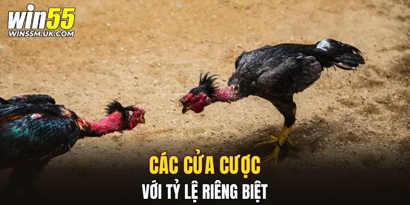 Các cửa cược với tỷ lệ riêng biệt Các cửa cược với tỷ lệ riêng biệt