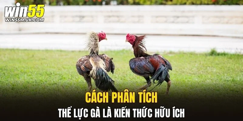 Cách phân tích thể lực gà là kiến thức hữu ích Cách phân tích thể lực gà là kiến thức hữu ích