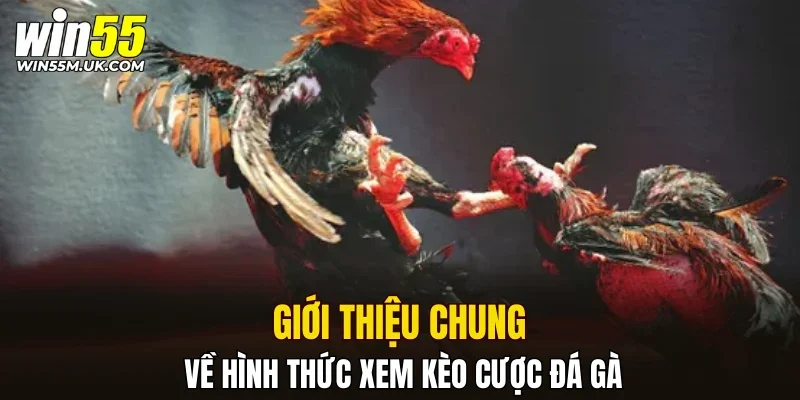 Giới thiệu chung về hình thức xem kèo cược đá gà Giới thiệu chung về hình thức xem kèo cược đá gà