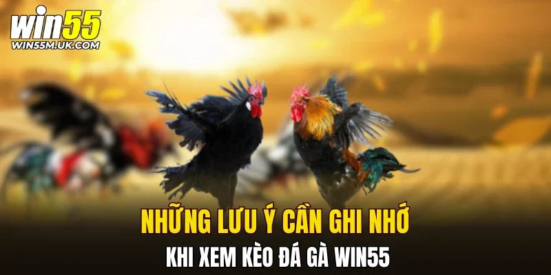 Những lưu ý cần ghi nhớ khi xem kèo đá gà WIN55 Những lưu ý cần ghi nhớ khi xem kèo đá gà WIN55