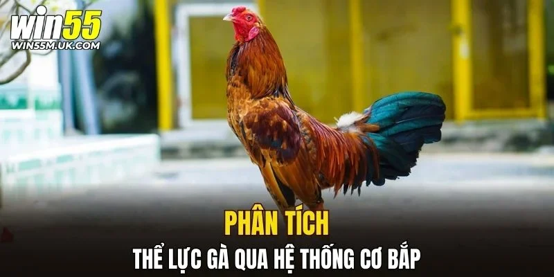 Phân tích thể lực gà qua hệ thống cơ bắp Phân tích thể lực gà qua hệ thống cơ bắp