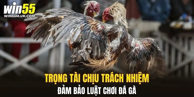 Trọng tài chịu trách nhiệm đảm bảo luật chơi đá gà Trọng tài chịu trách nhiệm đảm bảo luật chơi đá gà
